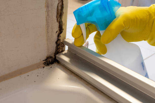 Best DIY Mold Remediation Support Services in Odenville, AL