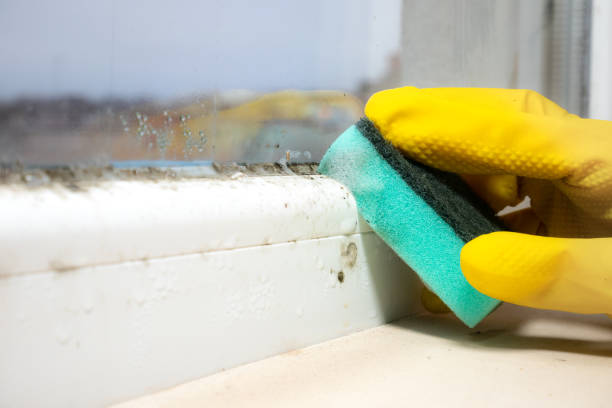 Reliable Odenville, AL Mold Remediation Solutions