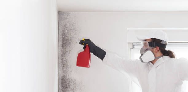 Best HVAC Mold Remediation in Odenville, AL