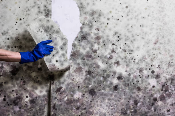 Best Black Mold Remediation in Odenville, AL